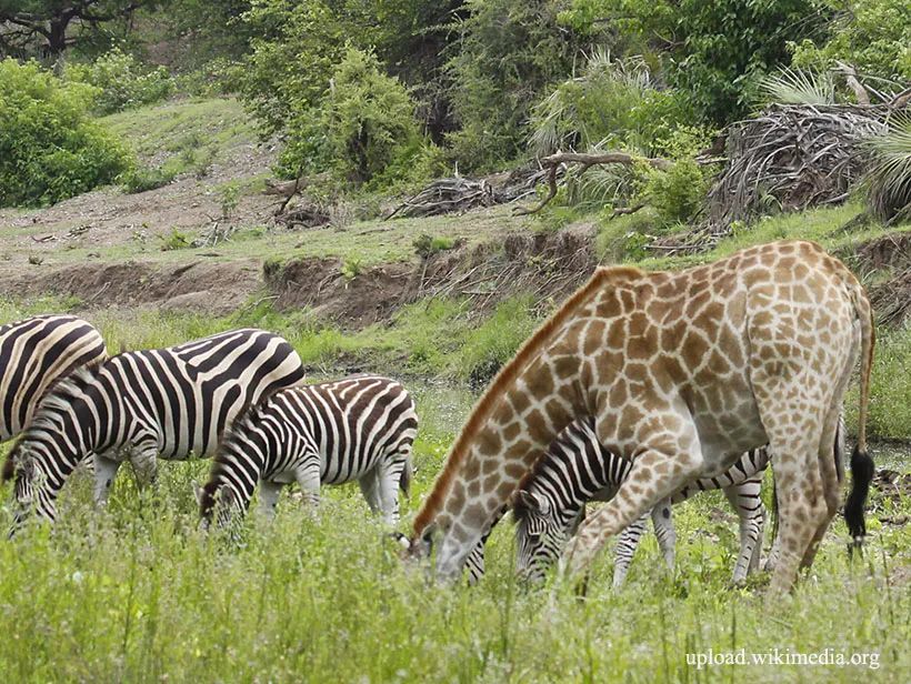 长颈鹿与斑马同吃低矮植物