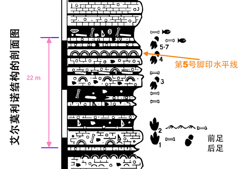 艾尔莫利诺结构的剖面图 艾尔莫利诺结构的剖面图