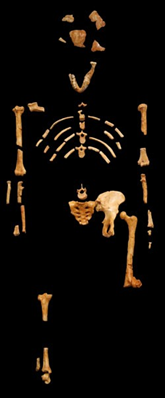 南方古猿阿法种个体的肩胛骨化石