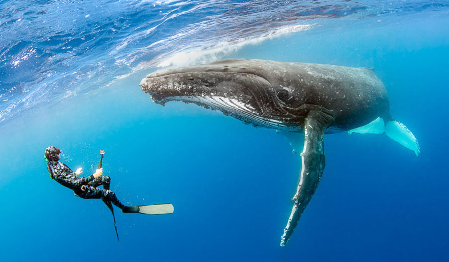 罗德侯鲸和其它关于鲸类进化的故事