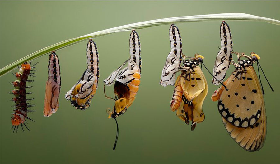 《蜕变 -- 蝴蝶的美态与设计》