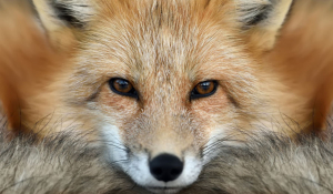 红地毯：澳洲红狐案例有助于理解创世记大洪水后的生物迁徙