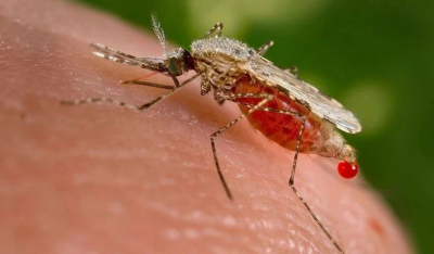 蚊子被造时就爱吸血吗？别错怪它们了！