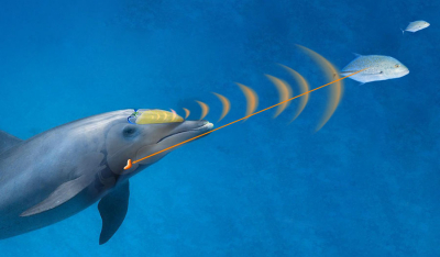 海豚声纳仍然远优于人造声纳