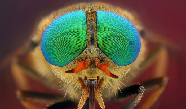 昆虫复眼挑战达尔文