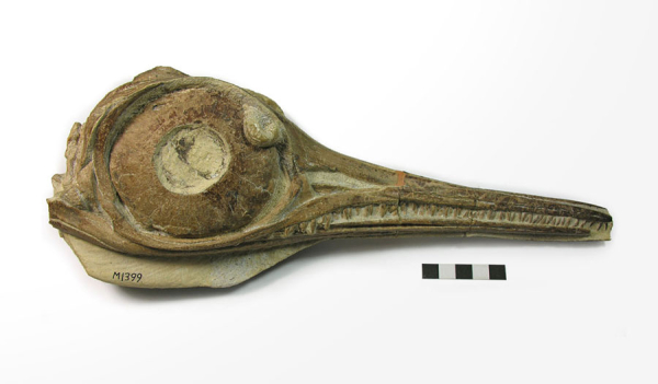 侏罗纪的鱼龙化石还保存着软组织
