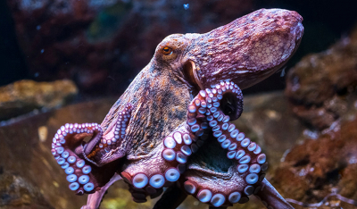 章鱼真的是外星生物吗？