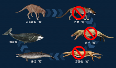 鲸进化的谎言