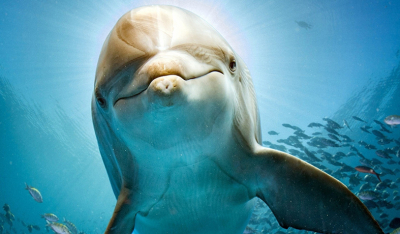 海豚——自带高精尖的水下导航系统