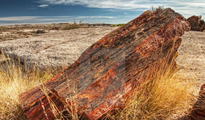 地质学冲突——古老的木头化石的放射性碳定年结果与化石定年有冲突
