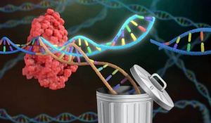 谁说人类的DNA大部分是垃圾？戳破进化论又一个雷人的观点