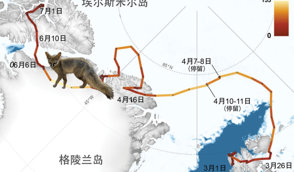 难以置信：北极狐两个月穿越三国两大洲！