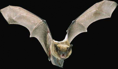 蝙蝠的精妙定位系统——进化论的又一难题