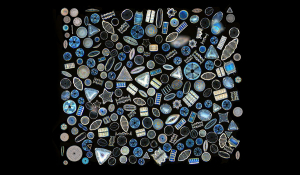 微观世界的硅藻艺术