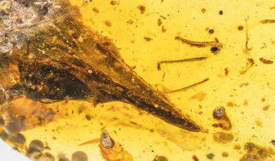 琥珀中惊人的化石拒绝“数百万年”的教条