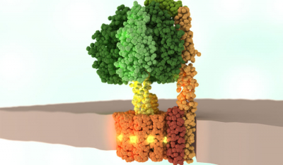 ATP合成酶—进化论无法解决的难题
